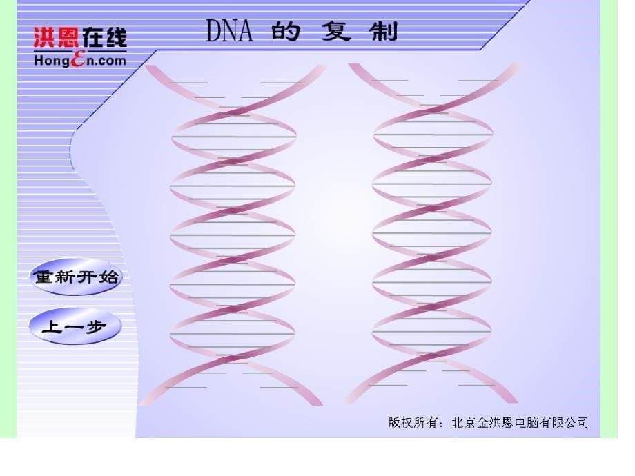 高三生物：dna结构和复制_第5页