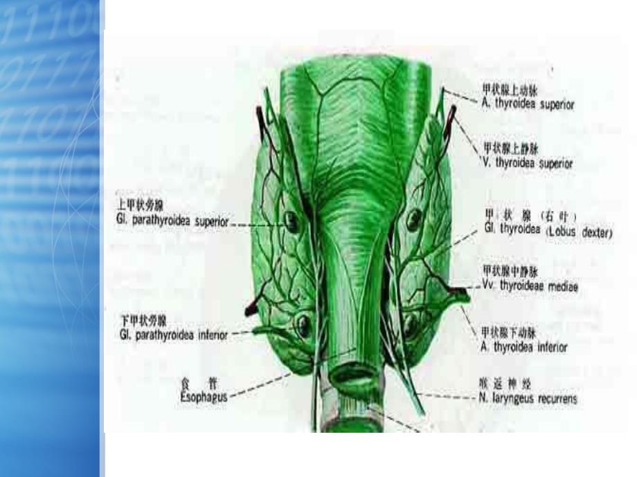 钙磷代谢 甲状旁腺激素与肾性骨营养不良_第4页