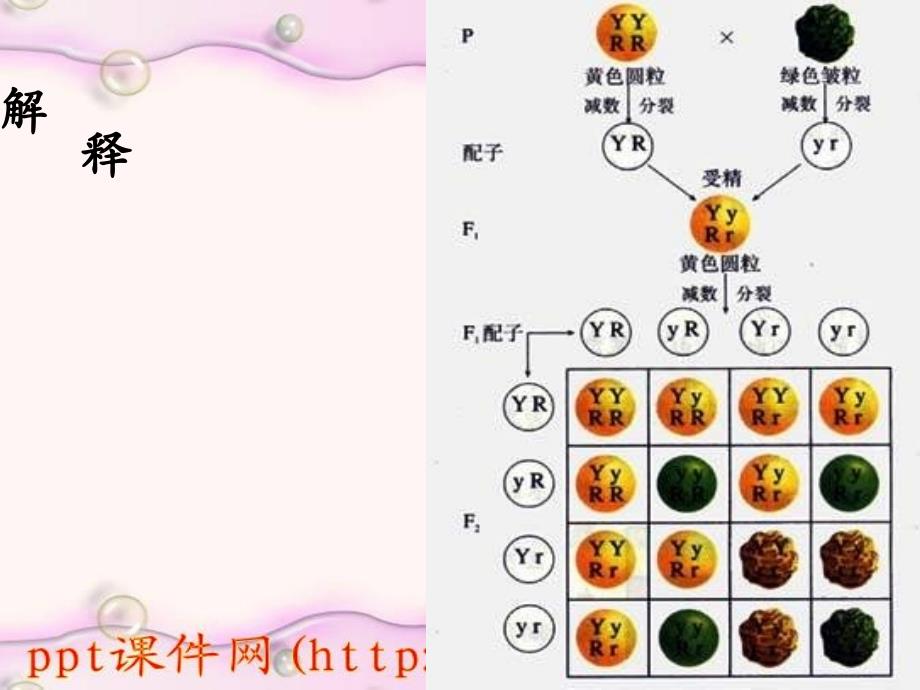 高二生物：基因的自由组合定律_第4页