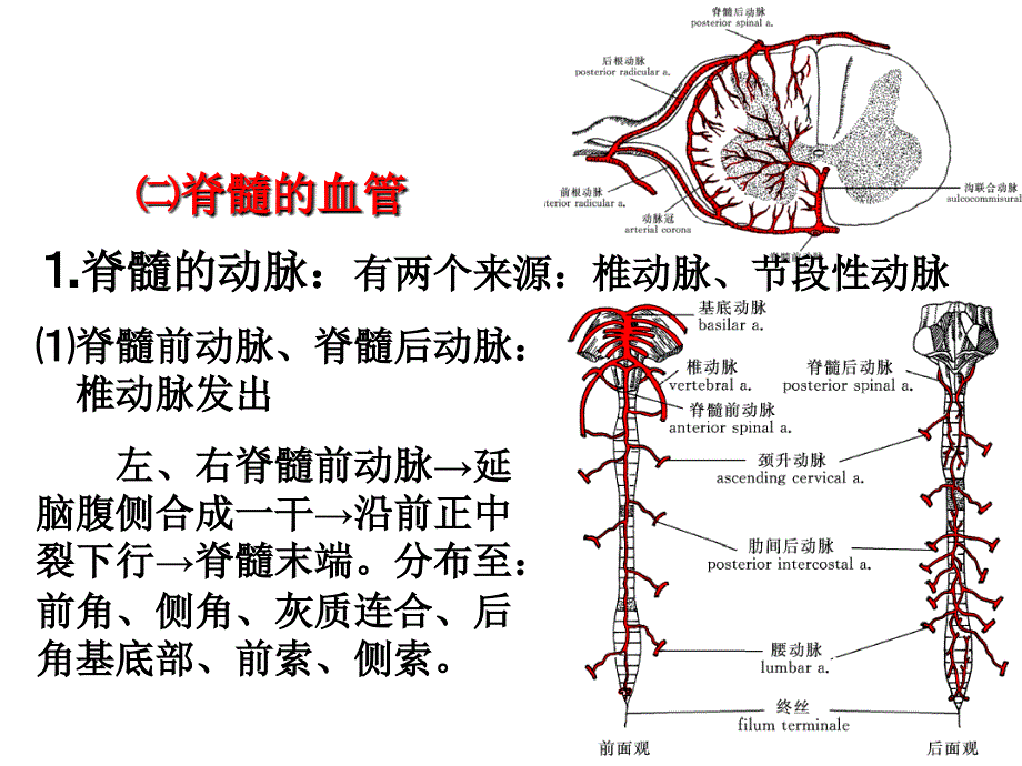 脑和脊髓的血管(sun yat-sen university )_第2页