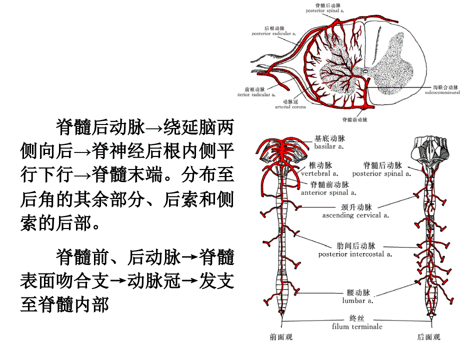 脑和脊髓的血管(sun yat-sen university )_第3页