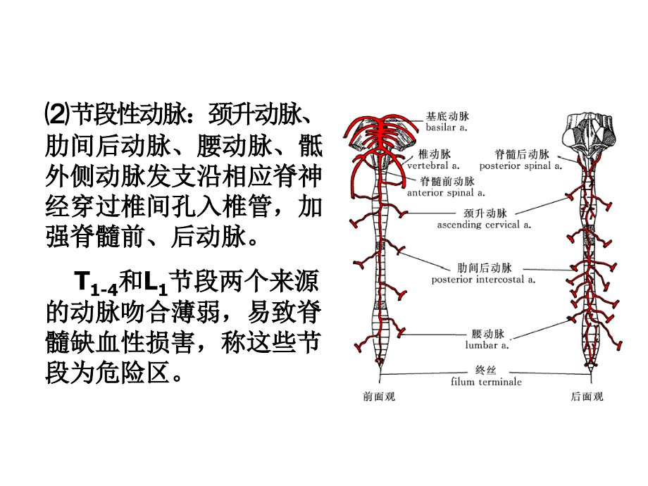 脑和脊髓的血管(sun yat-sen university )_第4页