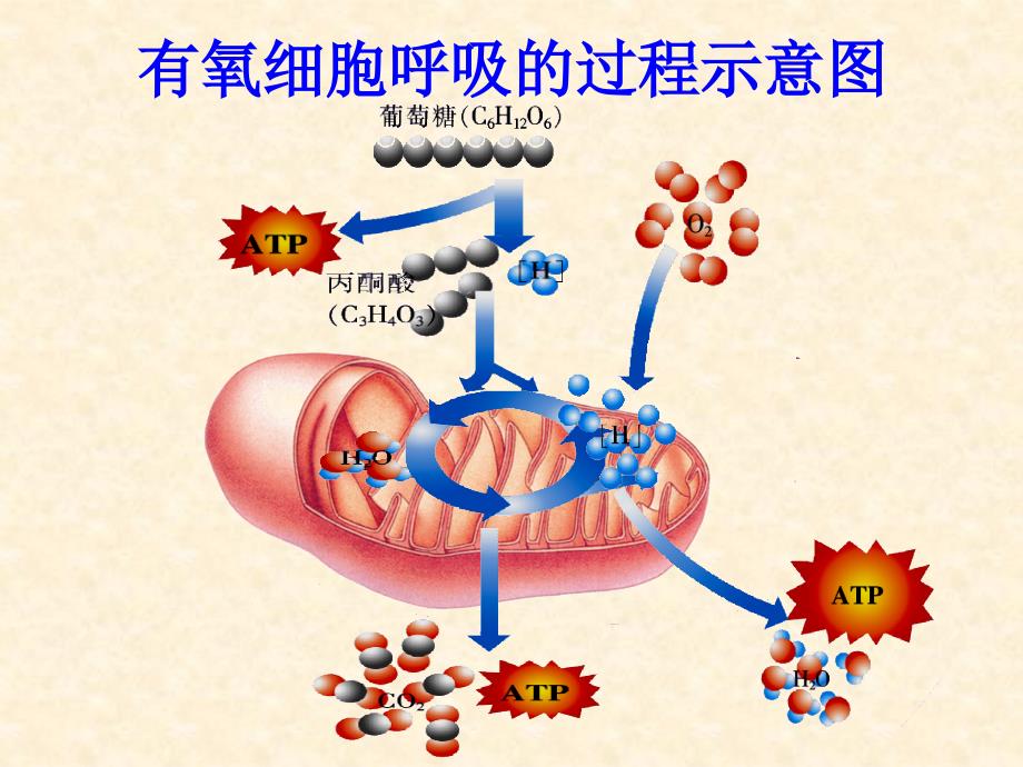 酵母菌同样是分解葡萄糖为何无氧呼吸只能释放少量能量_第4页