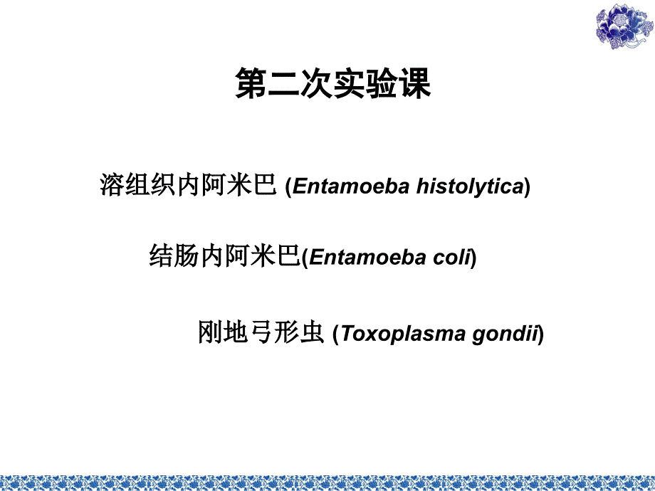 结肠内阿米巴(entamoeba coli)_第1页