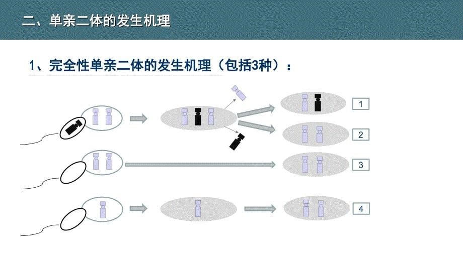 单亲二体产前诊断中心 ppt课件_第5页