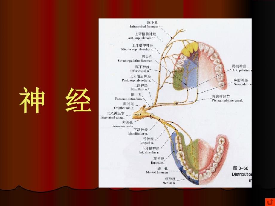口腔颌面部系统解剖血管神经2最新课件_第1页
