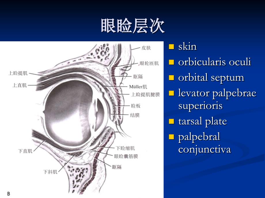 上睑解剖课件_第3页