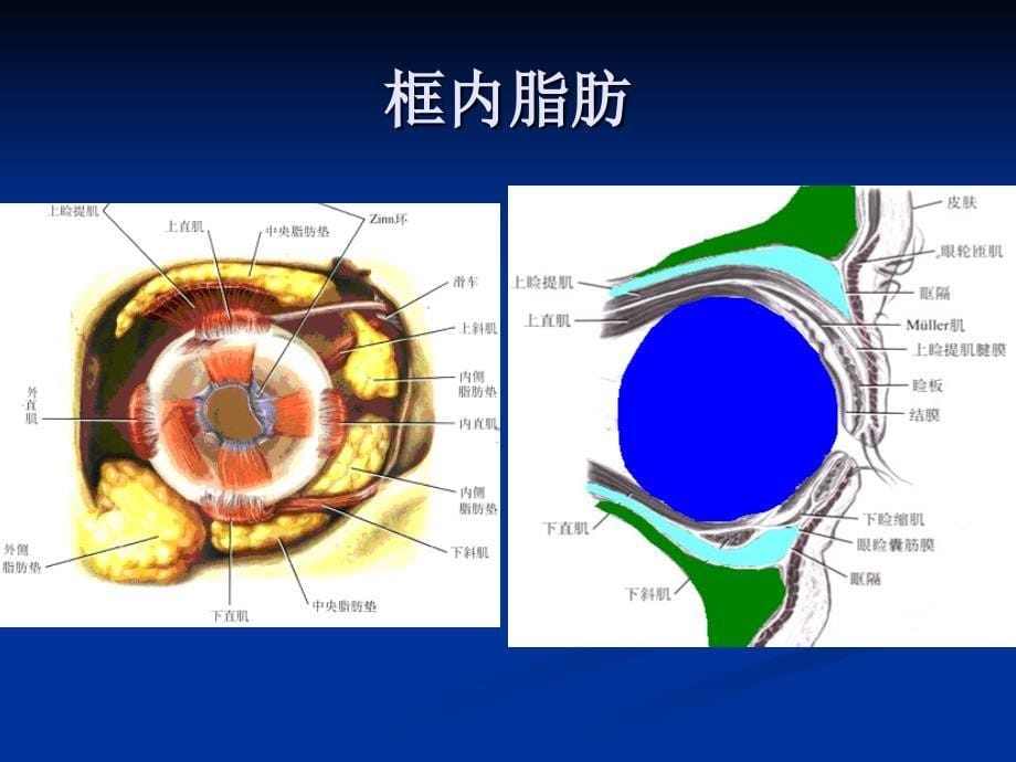 上睑解剖课件_第5页