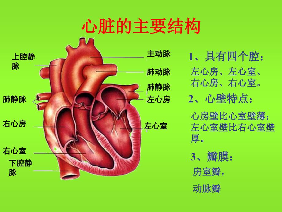 人教新课标版初中七下43心脏输送血液的泵心脏课件_1_第4页