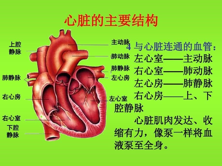 人教新课标版初中七下43心脏输送血液的泵心脏课件_1_第5页