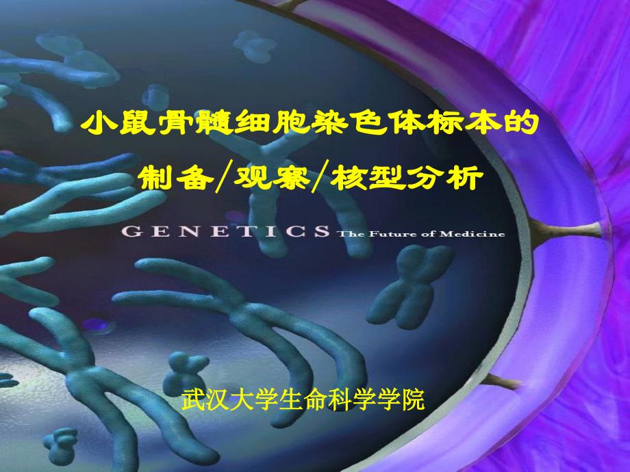 小鼠骨髓细胞染色体标本制备和核型分析课件_第1页