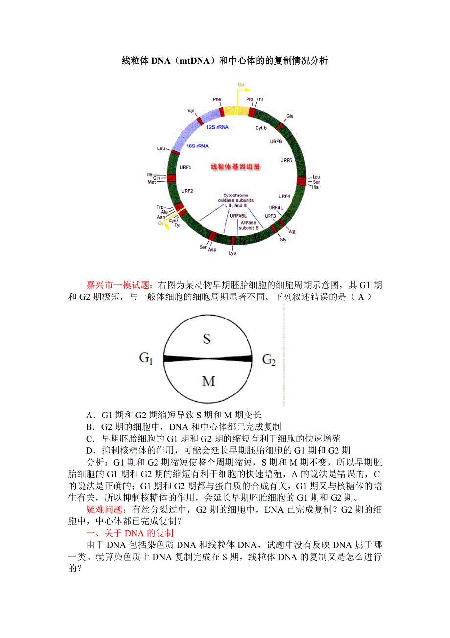线粒体dna(mtdna)和中心体的的复制情况分析_第1页