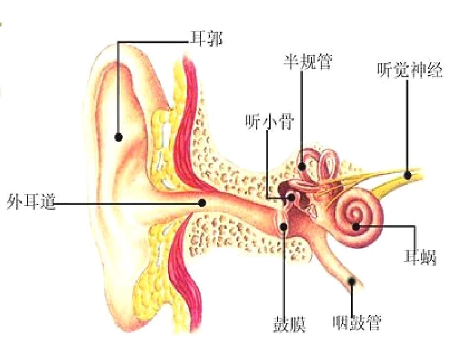 声波外耳道鼓膜听小骨耳蜗听神经大脑课件_第3页