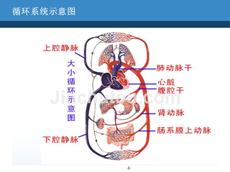 内科护理学循环系统症状体征课件_第4页