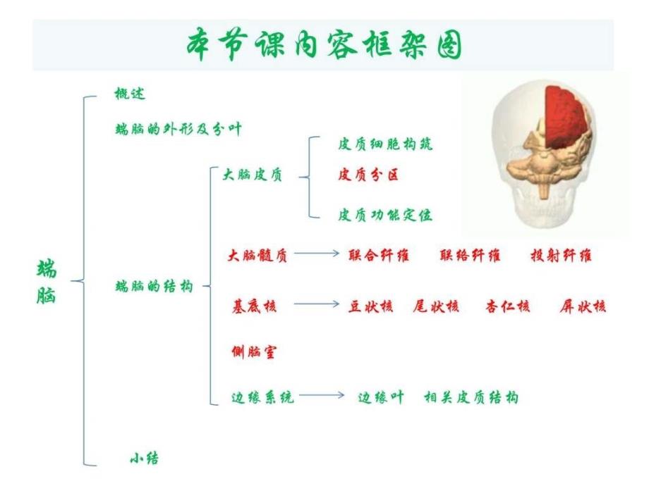 大脑外形皮质功能定位及大脑髓质课件_第2页