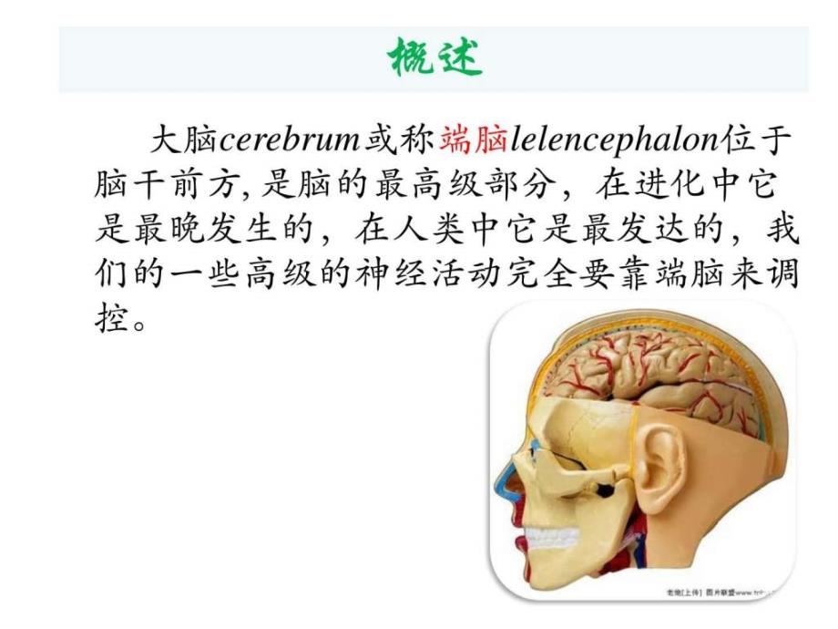 大脑外形皮质功能定位及大脑髓质课件_第3页