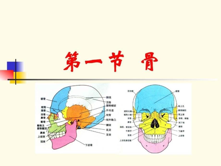 口腔颌面颈部系统解剖学课件_第3页