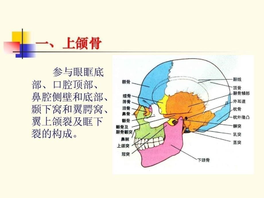 口腔颌面颈部系统解剖学课件_第5页