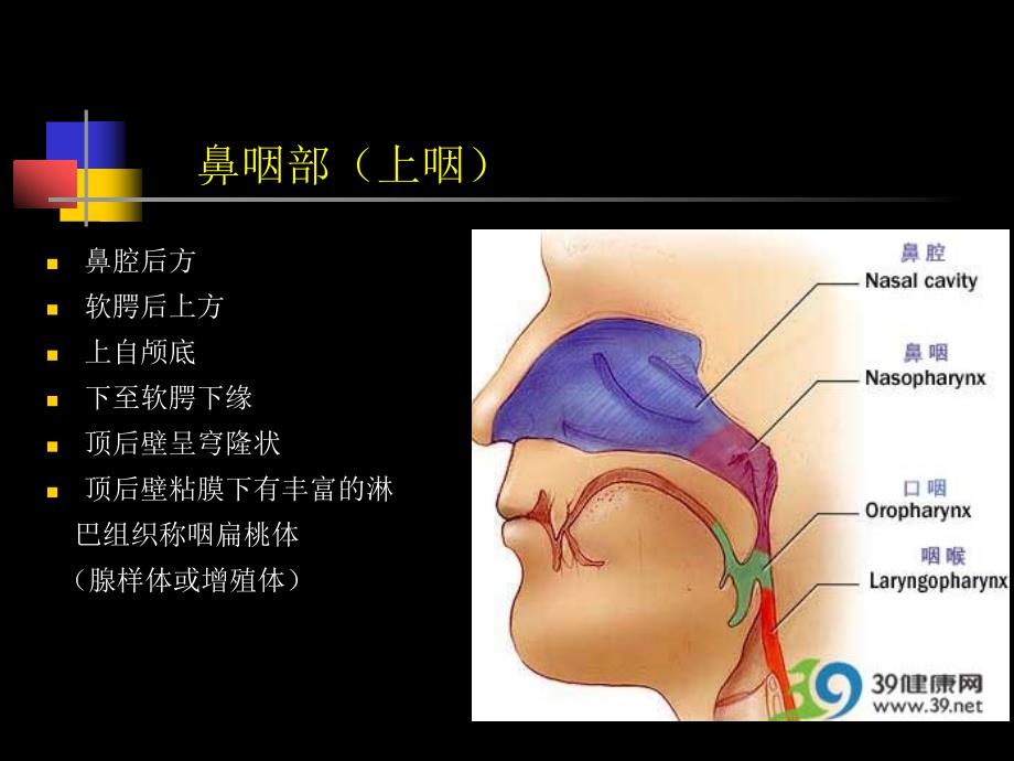 鼻咽部的CT解剖ppt课件_第3页