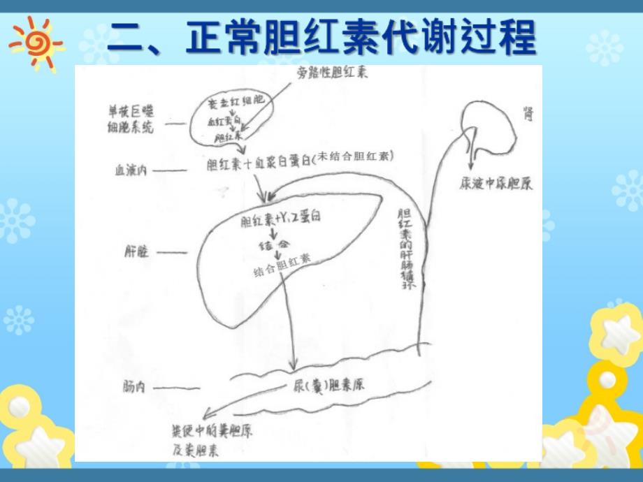 新生儿黄疸1ppt课件_1_第3页