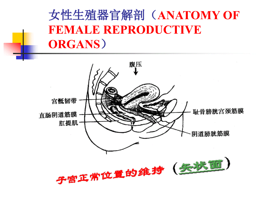 女性生殖器官损伤性疾病精品课件_第2页
