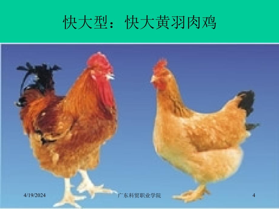 家禽生产技术 第六章优质黄鸡饲养技术及主要鸡病的防治ppt课件_第4页
