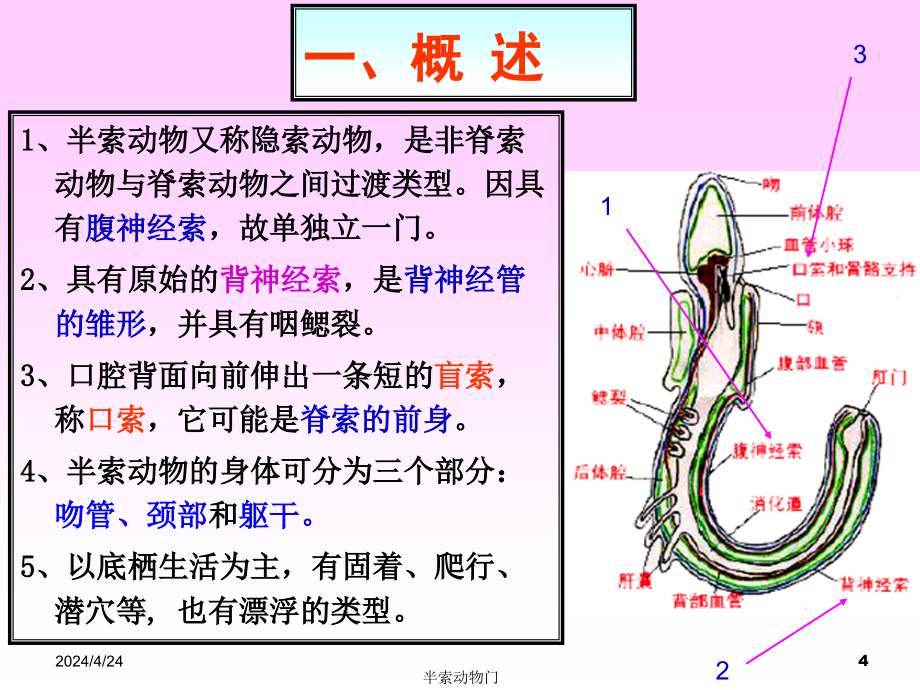 _半索动物门（himichordata）（含牙形石）图文课件_第4页