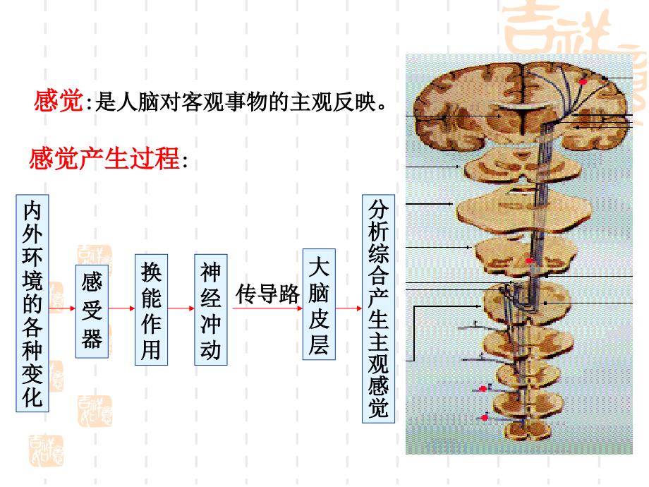 大脑皮质的感觉功能课件_第3页