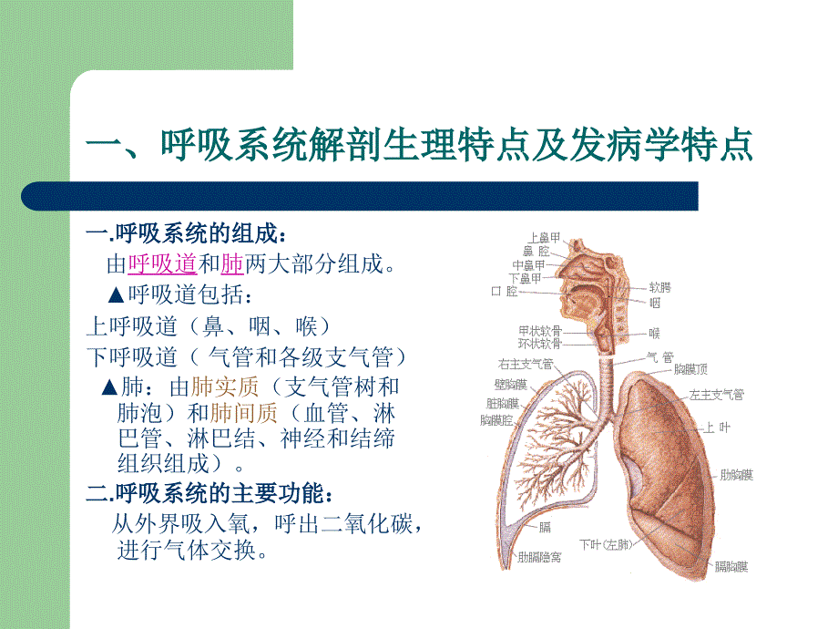 呼吸系统疾病概述课件_1_第3页