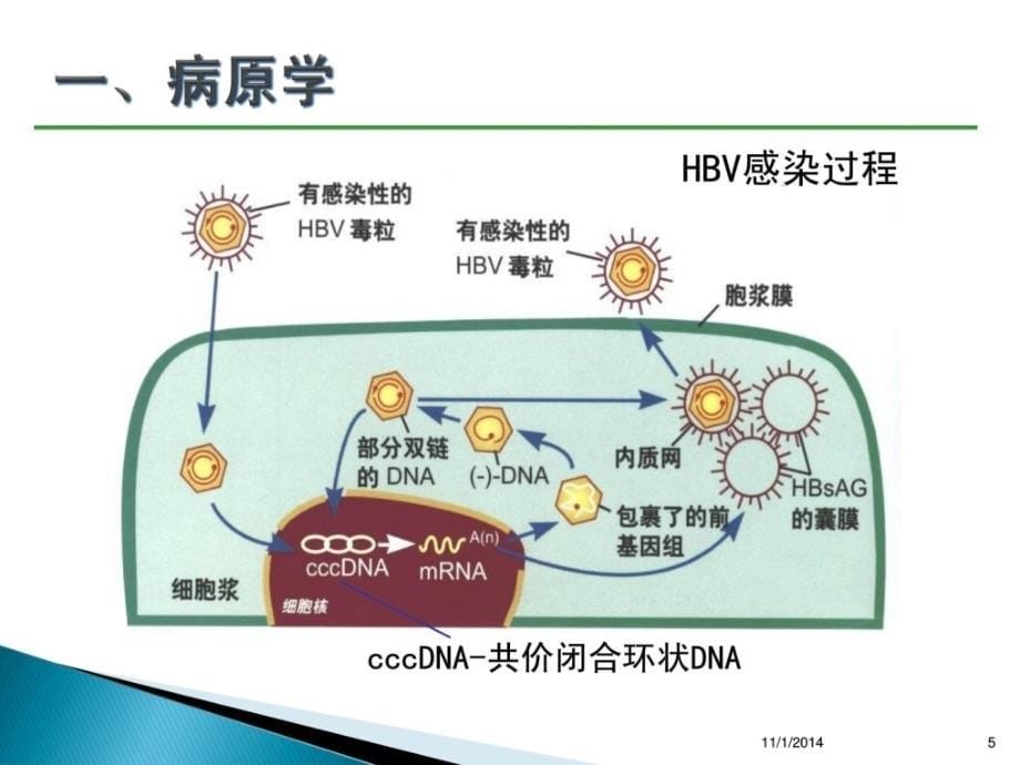 优质文档2015专家解读乙肝防治指南经典版课件_第5页