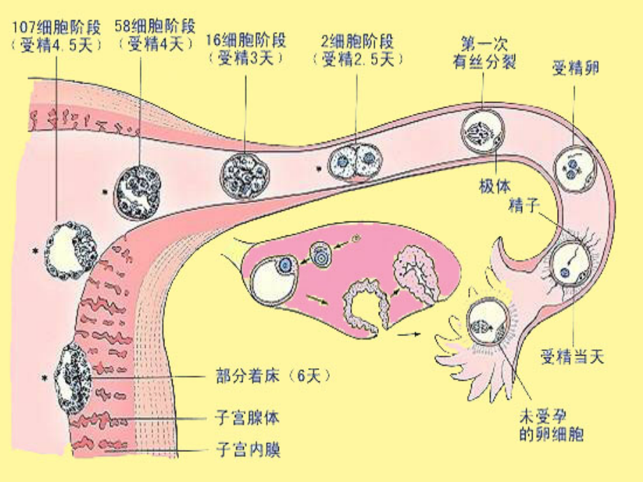 妊娠滋养细胞疾病病人的护理_2课件_第2页