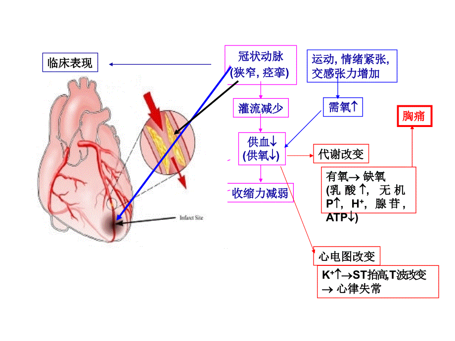 抗心绞痛药 ppt课件_1_第4页