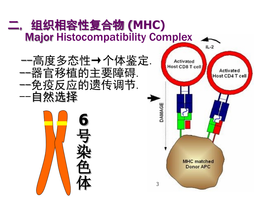 病理学免疫性疾病ppt课件_第3页