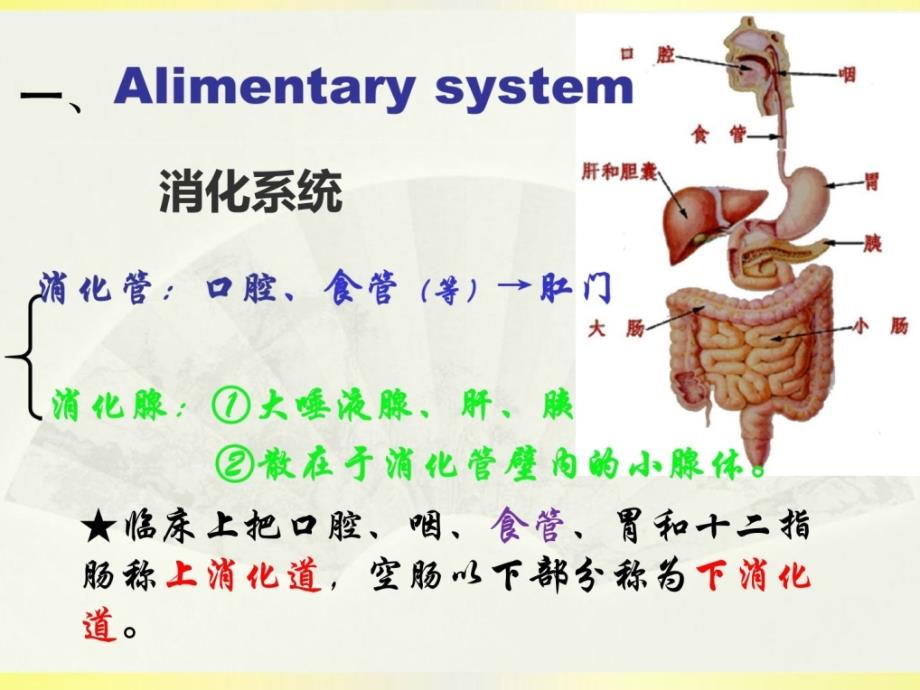 心胸外科相关解剖课件_第3页