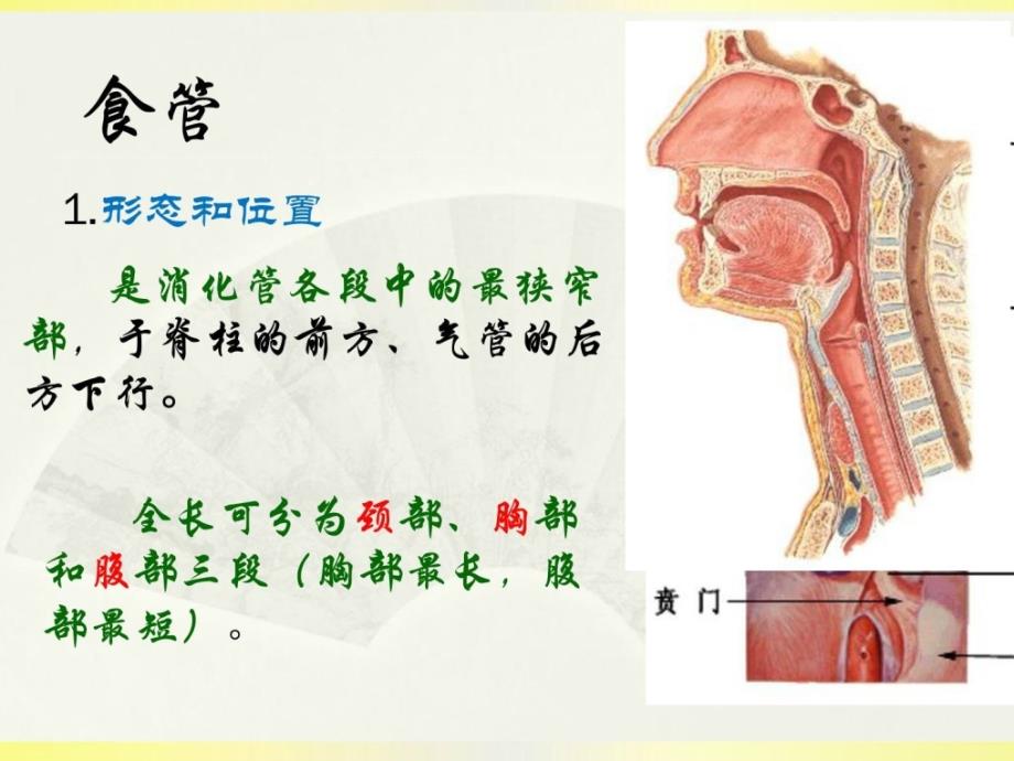 心胸外科相关解剖课件_第4页