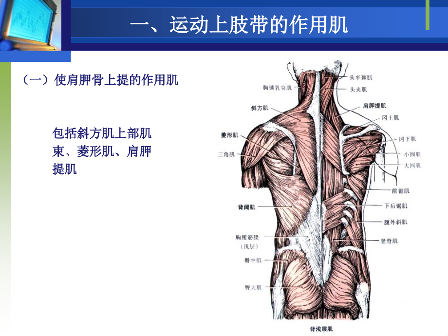 使肩关节伸的作用肌课件_第3页