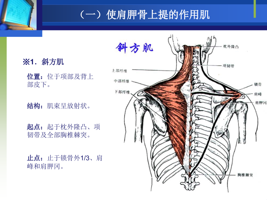 使肩关节伸的作用肌课件_第4页