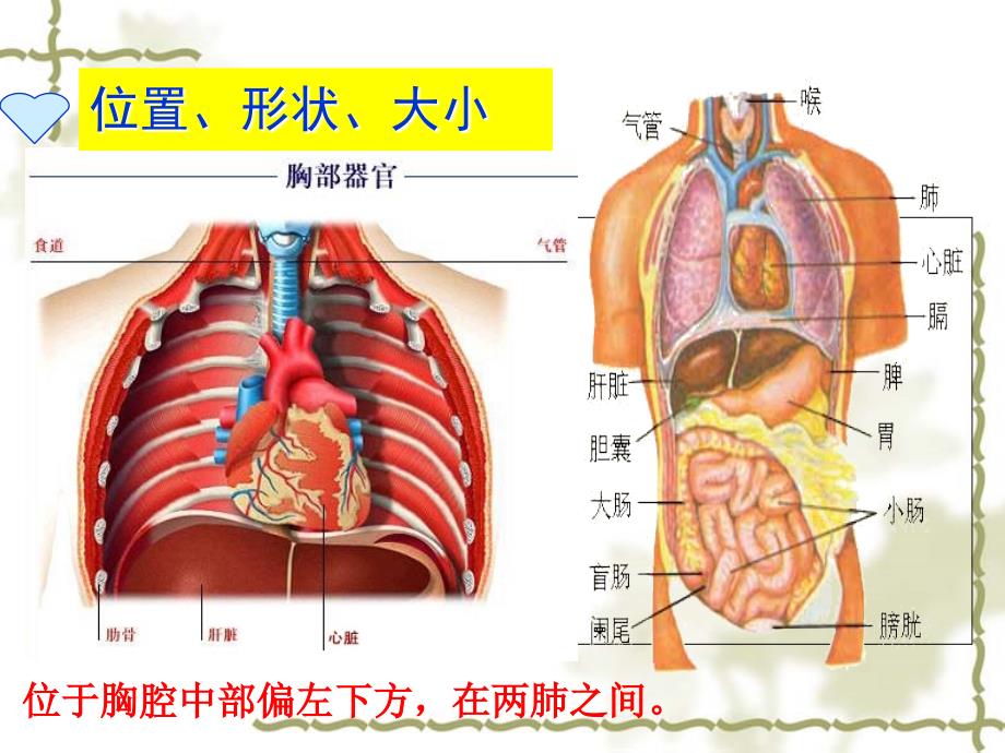 人教版七年级生物下册第四单元第4章第3节《输送血液的泵心脏（一）心脏的结构和功能》课件 （共16张ppt）_第3页