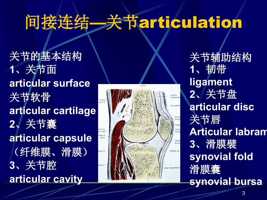 人体关节应用解剖学课件_1_第3页