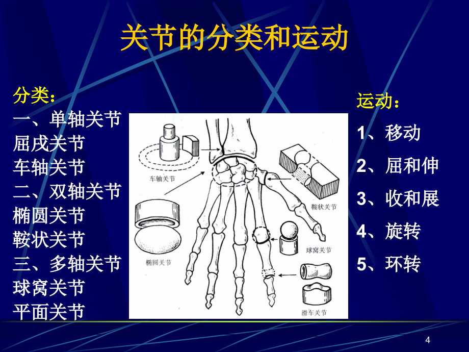 人体关节应用解剖学课件_1_第4页