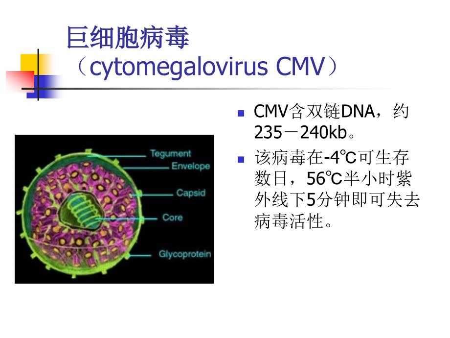 先天巨细胞病毒感染课件_第2页