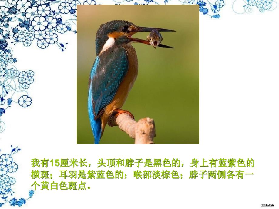 国家保护动物蓝耳翠鸟ppt_ 课件_第3页