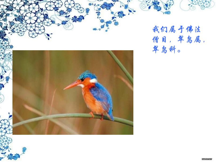 国家保护动物蓝耳翠鸟ppt_ 课件_第4页