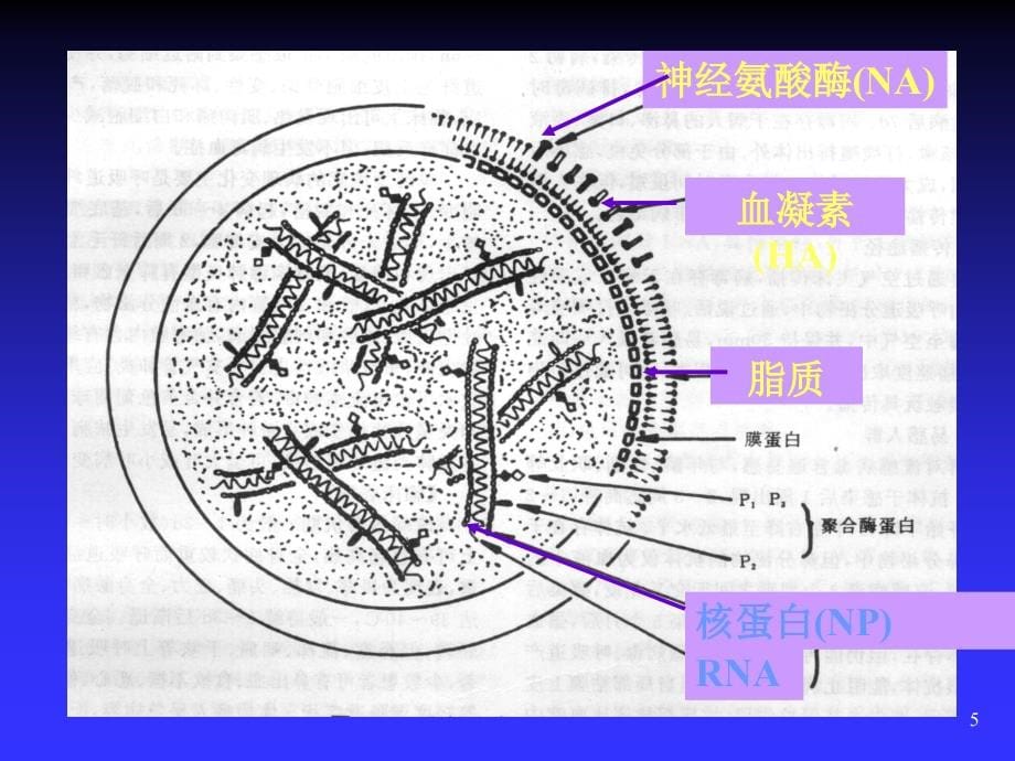 病原生物与免疫学常见病毒PPT课件_第5页