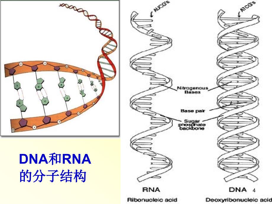 常见致病病毒与疾病ppt课件_第4页