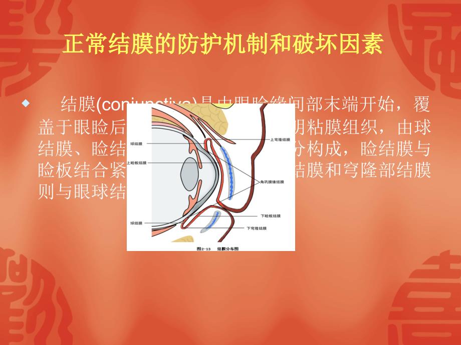 眼科常见结膜病课件_第2页