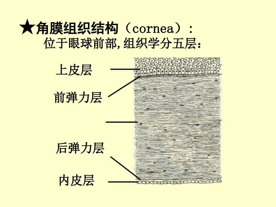 角膜病（2）课件_第5页