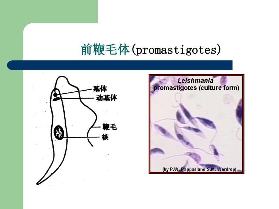 杜氏利什曼原虫_刚地弓形虫 卡氏肺孢子虫隐孢子虫课件_第5页