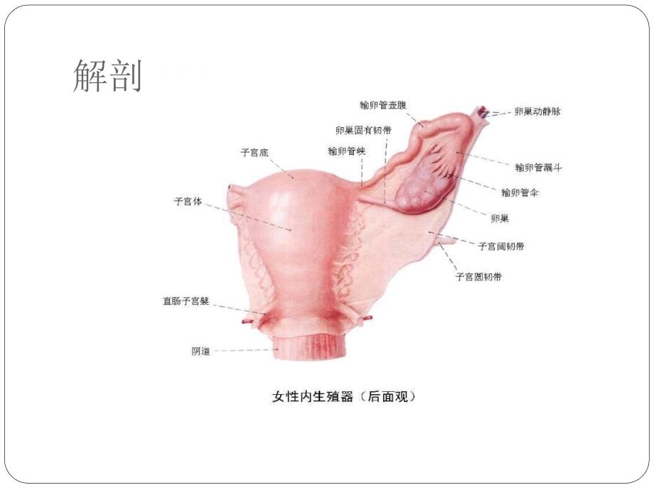 卵巢恶性肿瘤-大学课件_第2页