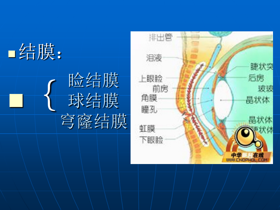 结膜病_本科班课件_第3页